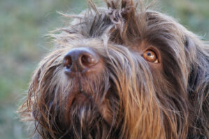 pudelpointer, jackson creek kennel, dog breed