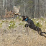 hunting dog, jackson creek kennel, boarding, training, pudelpointer, colorado