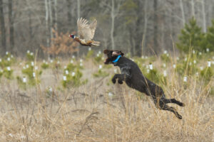 hunting dog, jackson creek kennel, boarding, training, pudelpointer, colorado