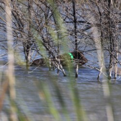 Black pudelpointer dog in creek