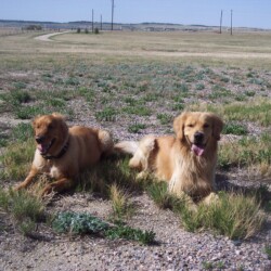 dogs laying down
