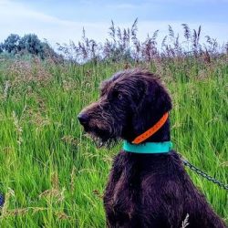 Dog Breeder in Colorado