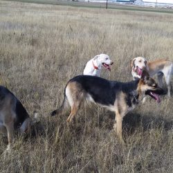 Dogs in a grass fields playing