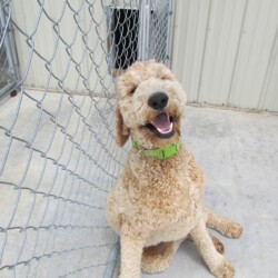 dog in kennel