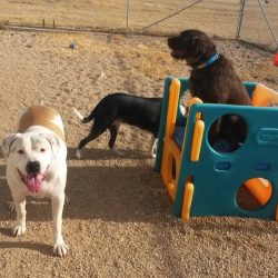 dogs playing