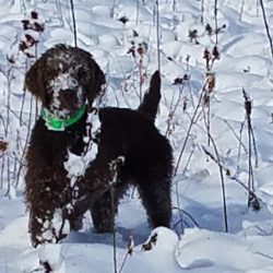 Pudelpointer dog in snow