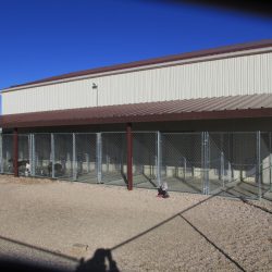 Outdoor view of dog kennels with dogs