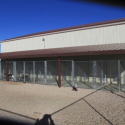 Outdoor view of dog kennels with dogs