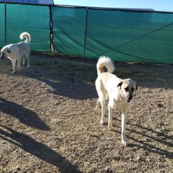 Two large white dogs in kennel